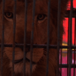 困獸猶鬥 Fight Of A Caged Beast